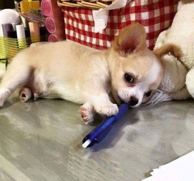 공부하는 주인 방해하는 강아지.jpg | 인스티즈