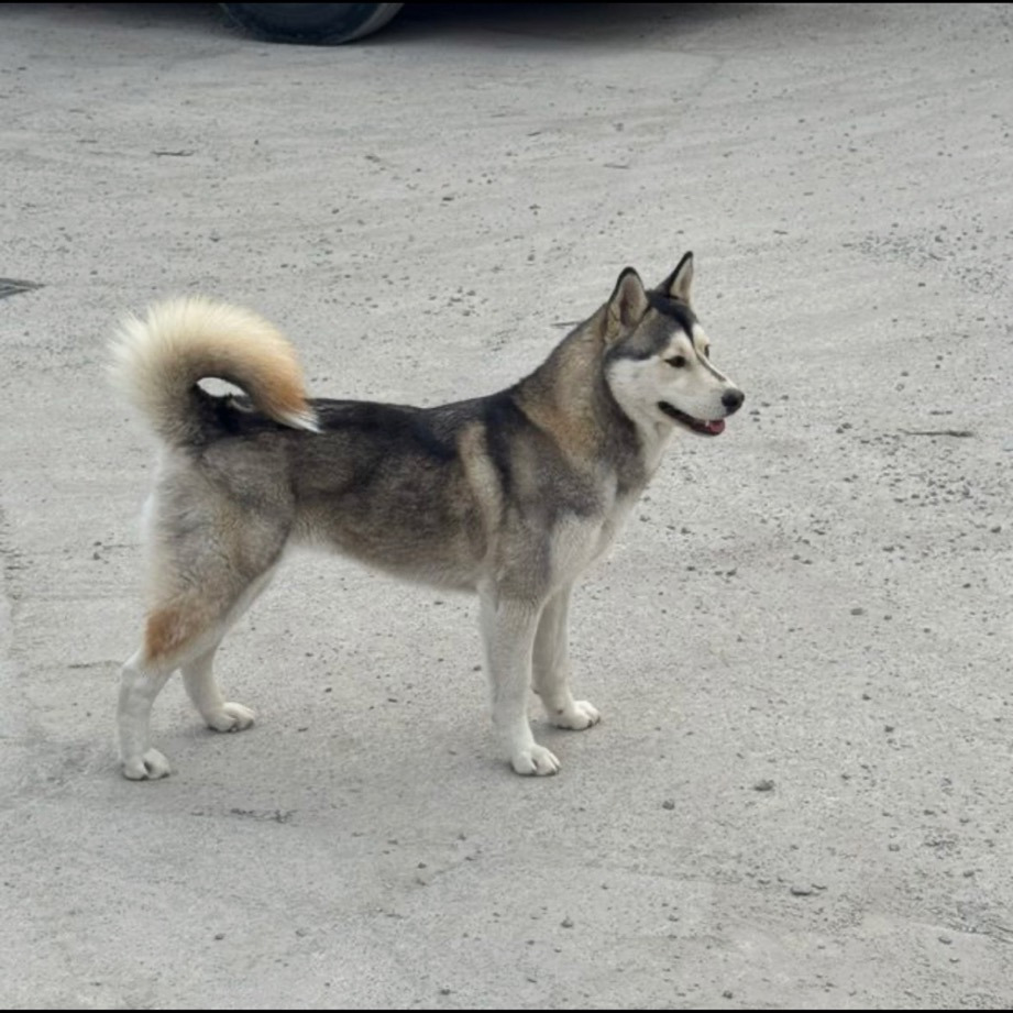 남양주 별내면에서 잃어버린 폼스키 '로이'를 찾아요(3월 3일 유실인데 제보가 하나도 없어요ㅜ🚨) | 인스티즈