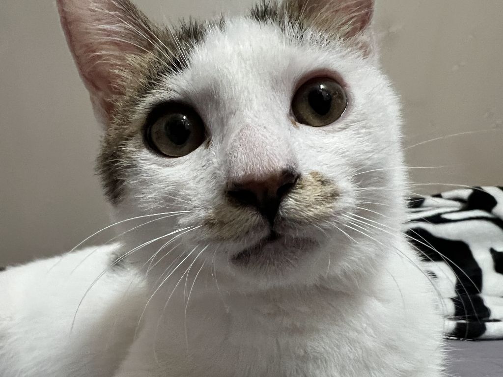 (입양홍보) 견과류 남매 중 혼자 남은 율무의 가족을 찾습니다‼️✨️🐱 | 인스티즈