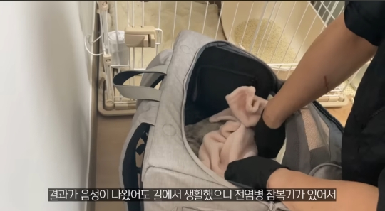 품종묘를 유기 후 일어난 나비효과 | 인스티즈