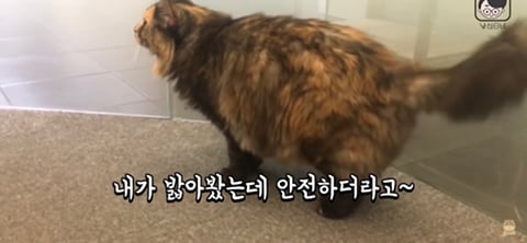 고양이가 사람을 밟고 지나가는 이유 | 인스티즈