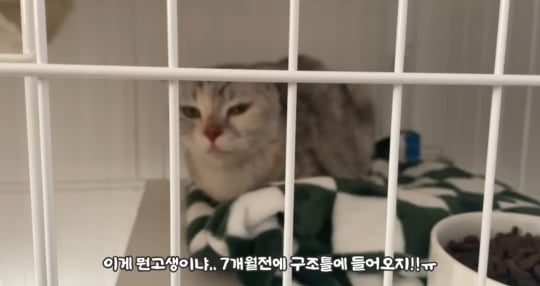 품종묘를 유기 후 일어난 나비효과 | 인스티즈