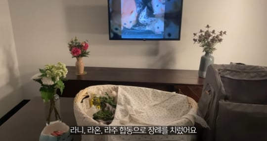 품종묘를 유기 후 일어난 나비효과 | 인스티즈