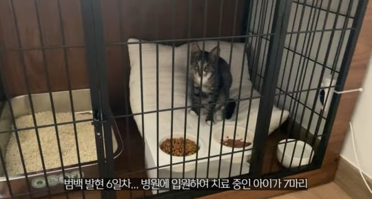 품종묘를 유기 후 일어난 나비효과 | 인스티즈