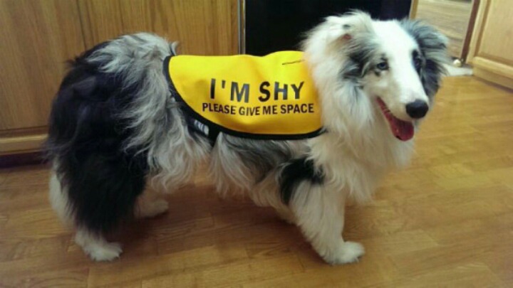 노란색 리본을 한 강아지를 본다면 배려해주세요 | 인스티즈