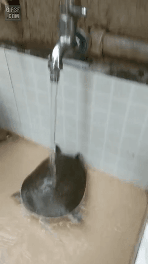 자라 앞에서 오줌싸면 안 되는 이유...gif | 인스티즈