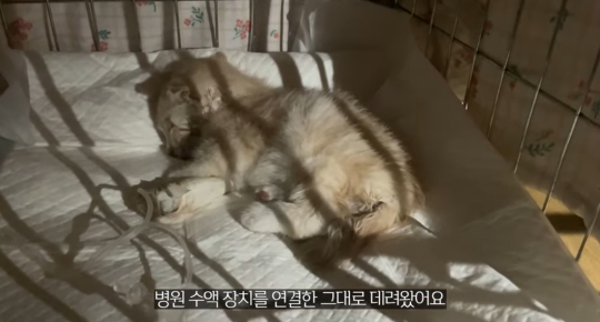 품종묘를 유기 후 일어난 나비효과 | 인스티즈