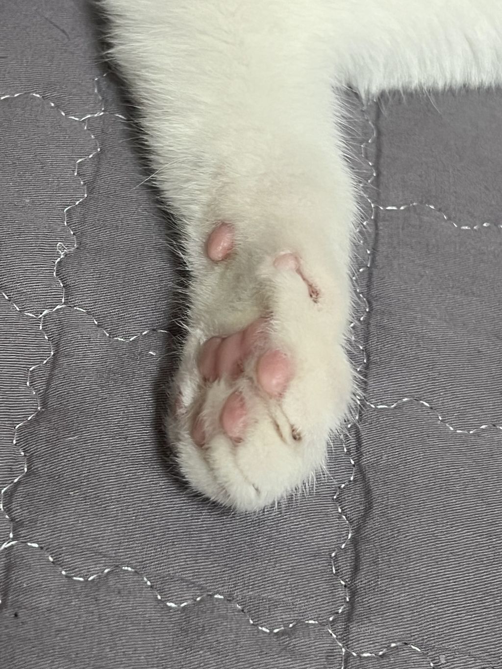 (입양홍보) 견과류 남매 중 혼자 남은 율무의 가족을 찾습니다‼️✨️🐱 | 인스티즈