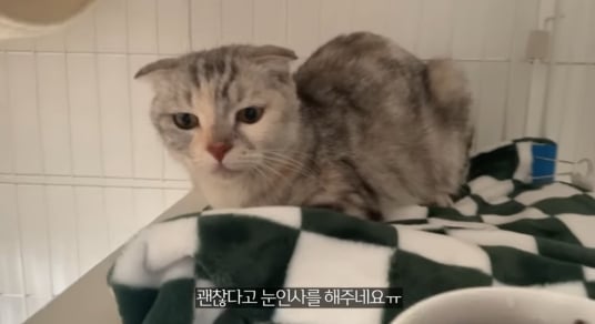 품종묘를 유기 후 일어난 나비효과 | 인스티즈
