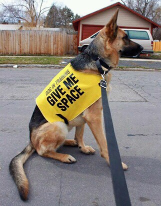 노란색 리본을 한 강아지를 본다면 배려해주세요 | 인스티즈