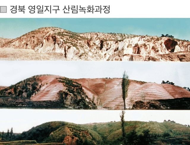 우리나라 산에 나무가 많은 이유.txtjpg | 인스티즈