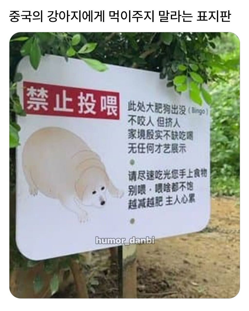 중국의 강아지에게 먹이주지말라는 표지판 | 인스티즈