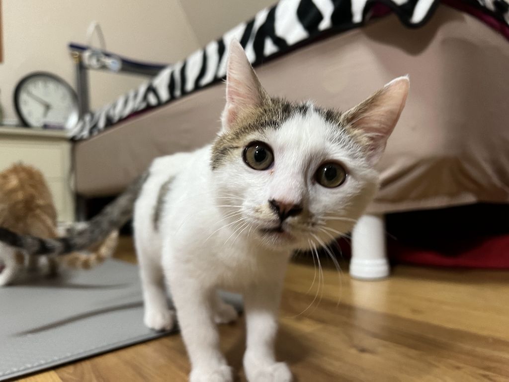 (입양홍보) 견과류 남매 중 혼자 남은 율무의 가족을 찾습니다‼️✨️🐱 | 인스티즈