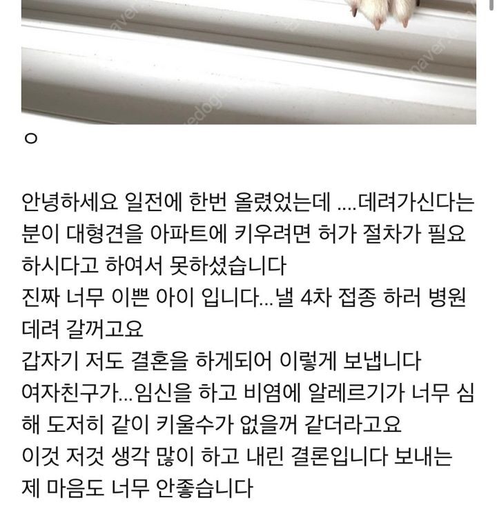 강아지 분양 보낼 때 신혼부부는 1순위로 거르는 이유.JPG | 인스티즈