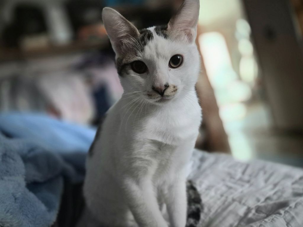 (입양홍보) 견과류 남매 중 혼자 남은 율무의 가족을 찾습니다‼️✨️🐱 | 인스티즈