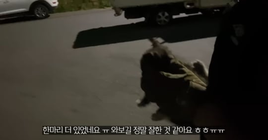 품종묘를 유기 후 일어난 나비효과 | 인스티즈