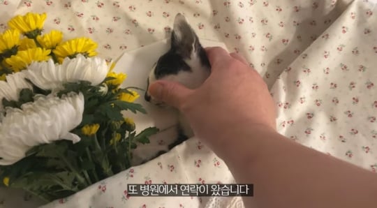 품종묘를 유기 후 일어난 나비효과 | 인스티즈