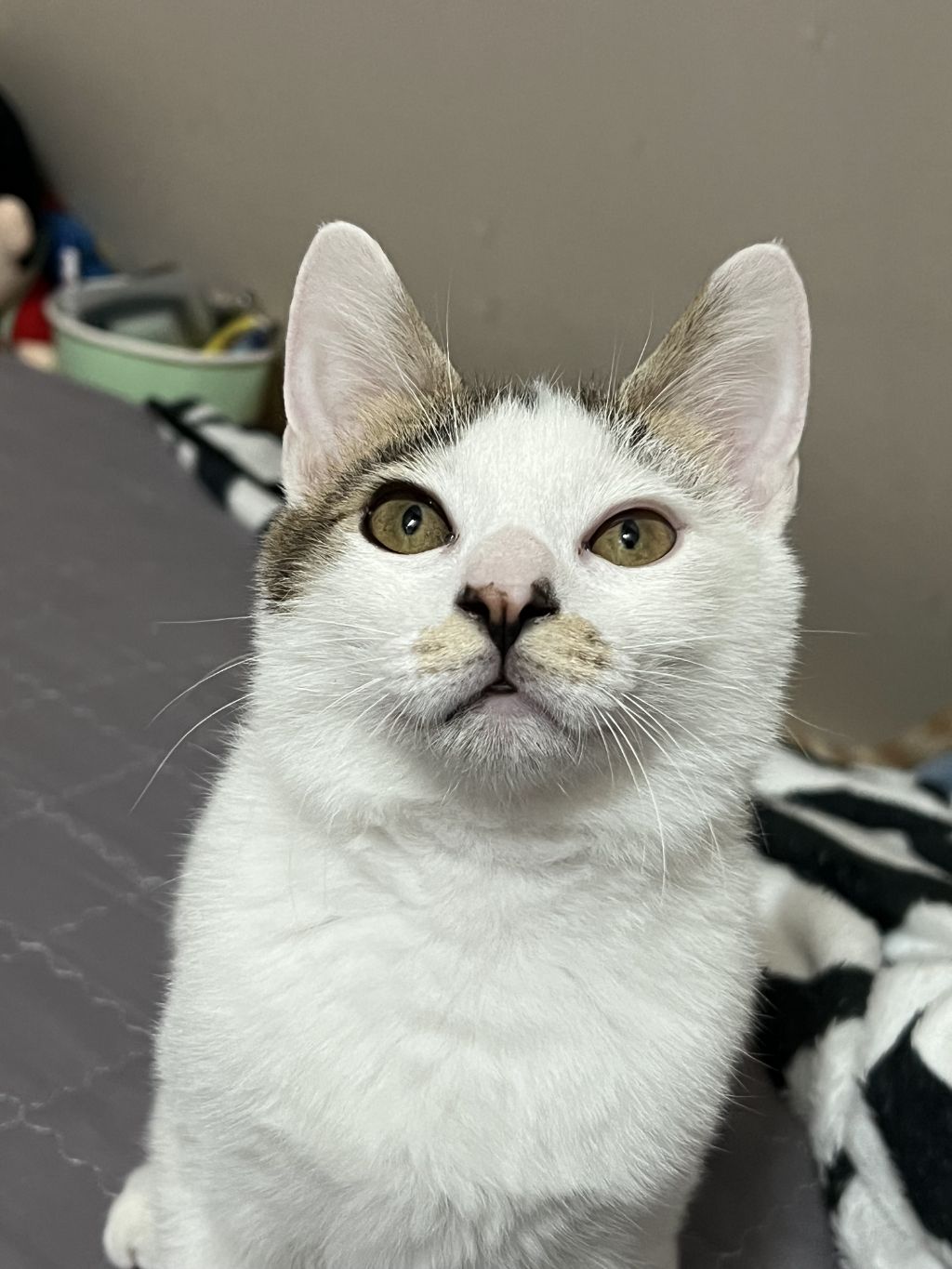 (입양홍보) 견과류 남매 중 혼자 남은 율무의 가족을 찾습니다‼️✨️🐱 | 인스티즈