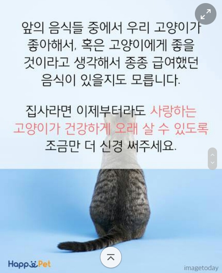 위험해요! 고양이가 먹으면 안 되는 음식들 | 인스티즈