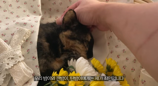 품종묘를 유기 후 일어난 나비효과 | 인스티즈