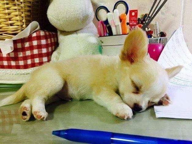 공부하는 주인 방해하는 강아지.jpg | 인스티즈