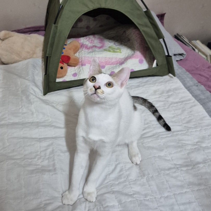 (입양홍보) 견과류 남매 중 혼자 남은 율무의 가족을 찾습니다‼️✨️🐱 | 인스티즈