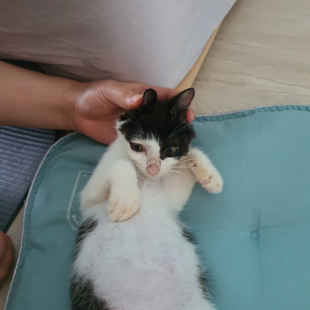 [입양홍보] 튼튼고영이 3개월령 '무만이' 입양 준비 갈 완료🐱 | 인스티즈