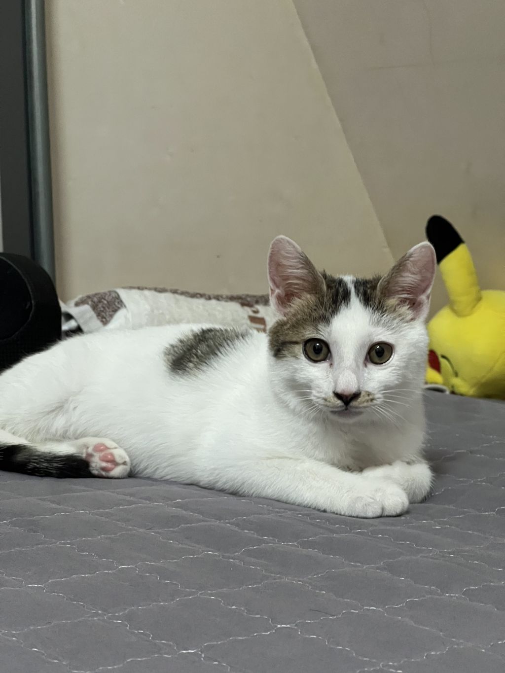 (입양홍보) 견과류 남매 중 혼자 남은 율무의 가족을 찾습니다‼️✨️🐱 | 인스티즈