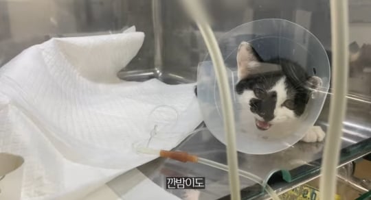 품종묘를 유기 후 일어난 나비효과 | 인스티즈