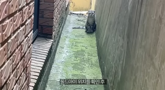 품종묘를 유기 후 일어난 나비효과 | 인스티즈