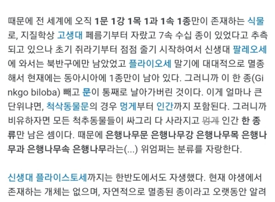 은행나무의 위엄 | 인스티즈