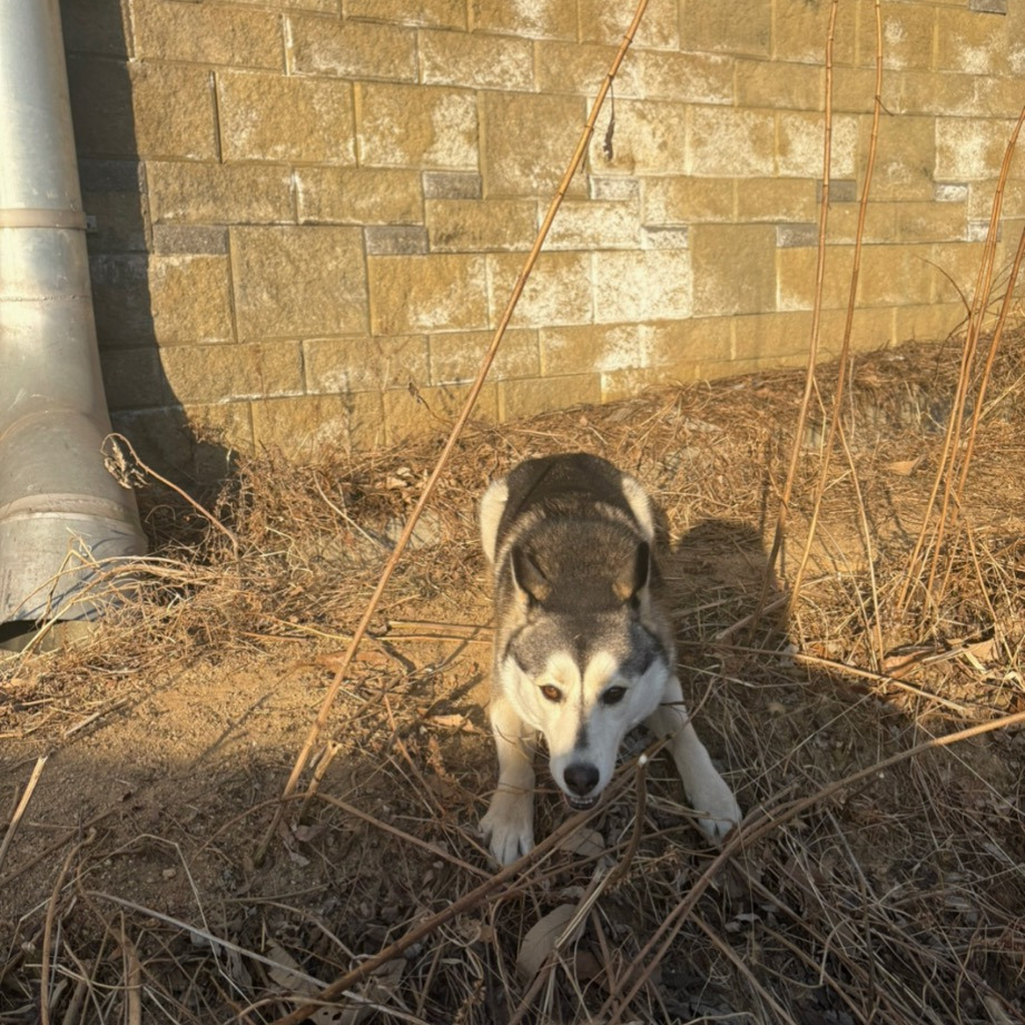 남양주 별내면에서 잃어버린 폼스키 '로이'를 찾아요(3월 3일 유실인데 제보가 하나도 없어요ㅜ🚨) | 인스티즈