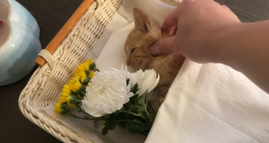 품종묘를 유기 후 일어난 나비효과 | 인스티즈