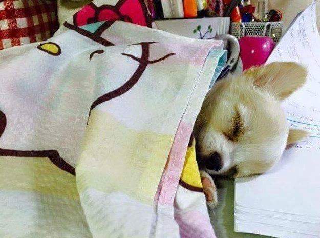 공부하는 주인 방해하는 강아지.jpg | 인스티즈