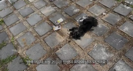품종묘를 유기 후 일어난 나비효과 | 인스티즈