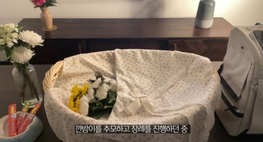 품종묘를 유기 후 일어난 나비효과 | 인스티즈