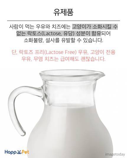 위험해요! 고양이가 먹으면 안 되는 음식들 | 인스티즈