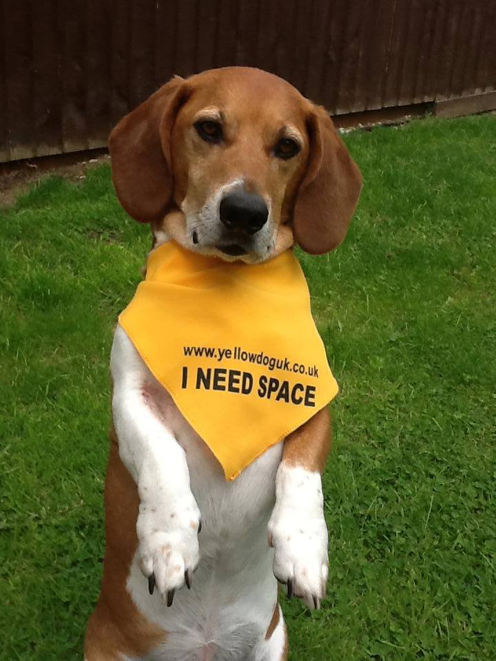 노란색 리본을 한 강아지를 본다면 배려해주세요 | 인스티즈