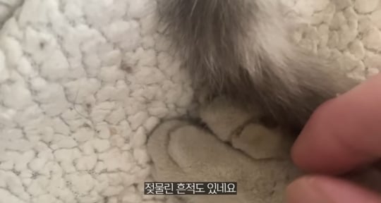 품종묘를 유기 후 일어난 나비효과 | 인스티즈