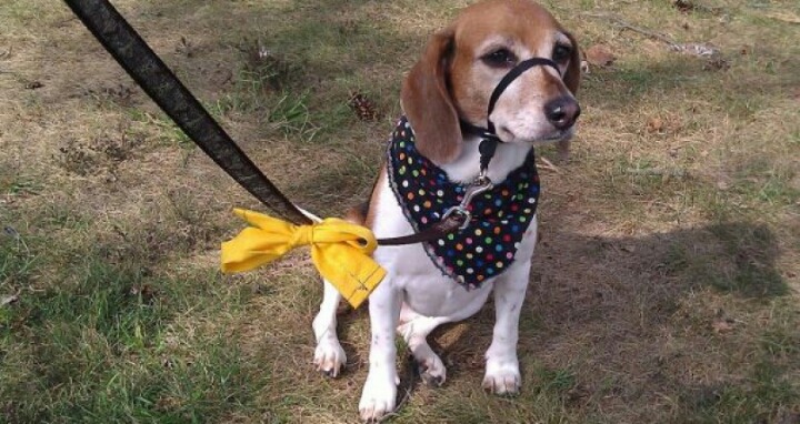 노란색 리본을 한 강아지를 본다면 배려해주세요 | 인스티즈