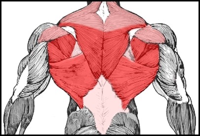 [등운동] 인버티드 로우(Inverted Row) | 인스티즈