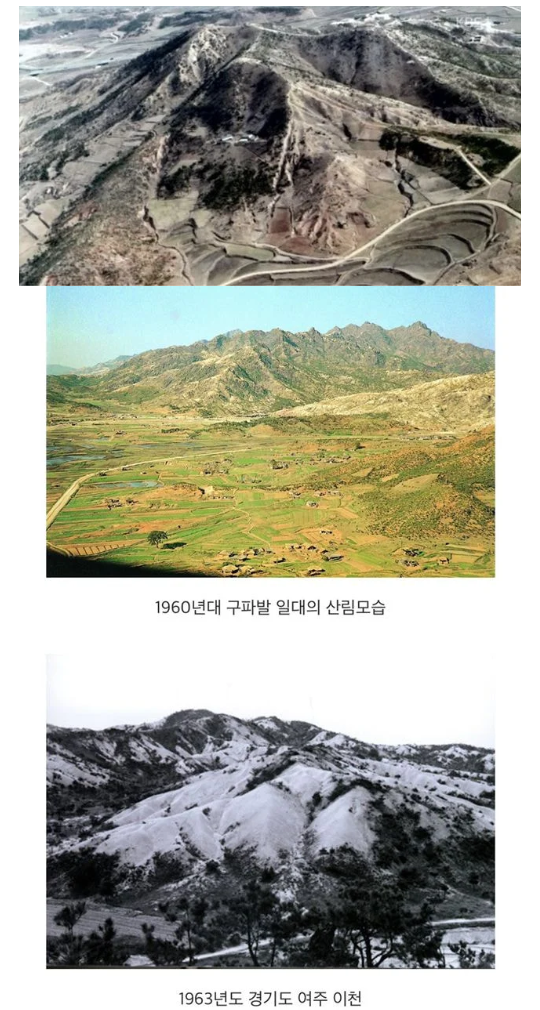 우리나라 산에 나무가 많은 이유.txtjpg | 인스티즈