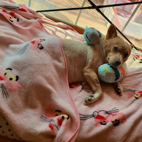 한 아이돌이 좋아하는 강아지 종 | 인스티즈