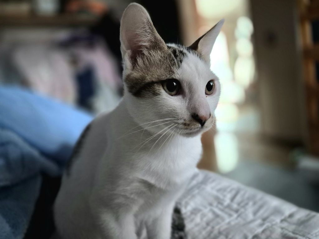(입양홍보) 견과류 남매 중 혼자 남은 율무의 가족을 찾습니다‼️✨️🐱 | 인스티즈