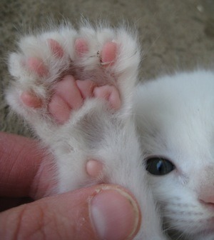 손모아장갑을 낀 고양이들 | 인스티즈