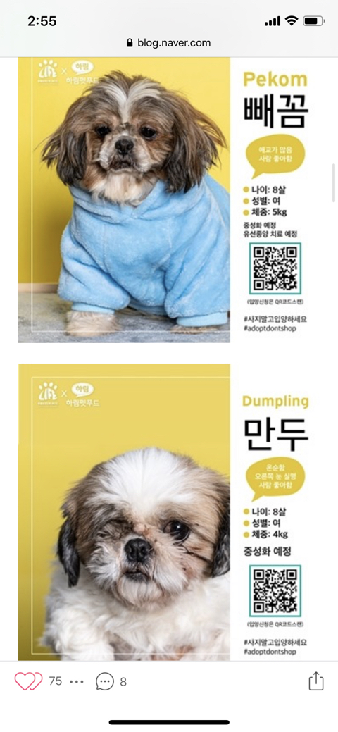 [입양홍보] 경기도 김포시 불법 개 사육장에서 구조된 개들의 가족이 되어주세요 (유튜브 애니멀봐에 올라왔던 사건) | 인스티즈