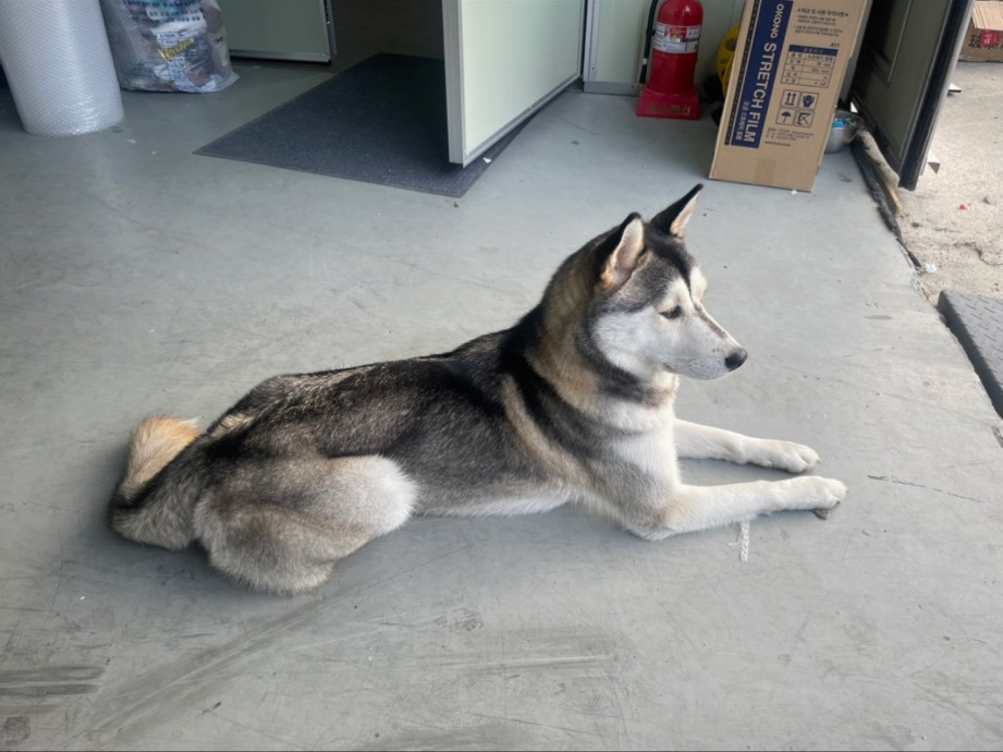 남양주 별내면에서 잃어버린 폼스키 '로이'를 찾아요(3월 3일 유실인데 제보가 하나도 없어요ㅜ🚨) | 인스티즈