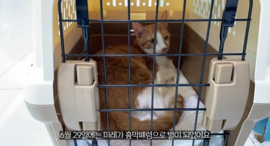 품종묘를 유기 후 일어난 나비효과 | 인스티즈