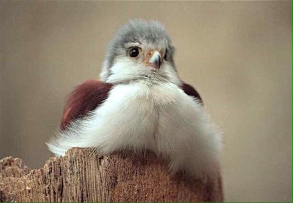  귀요미 매, 피그미팔콘 | 인스티즈