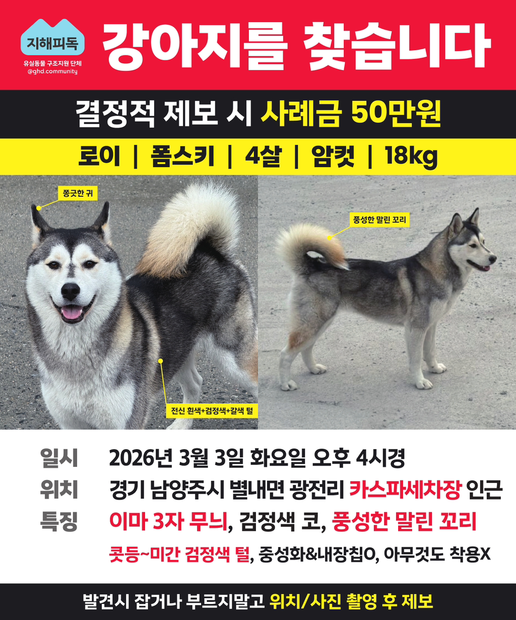 남양주 별내면에서 잃어버린 폼스키 '로이'를 찾아요(3월 3일 유실인데 제보가 하나도 없어요ㅜ🚨) | 인스티즈